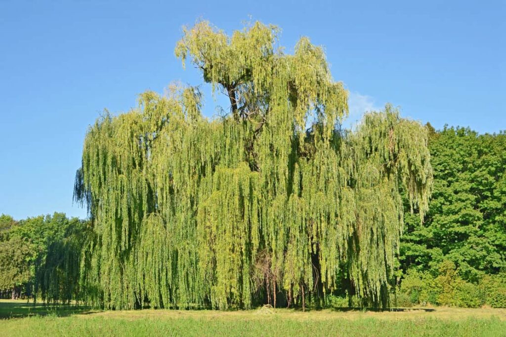 Weeping willow tree in the public park