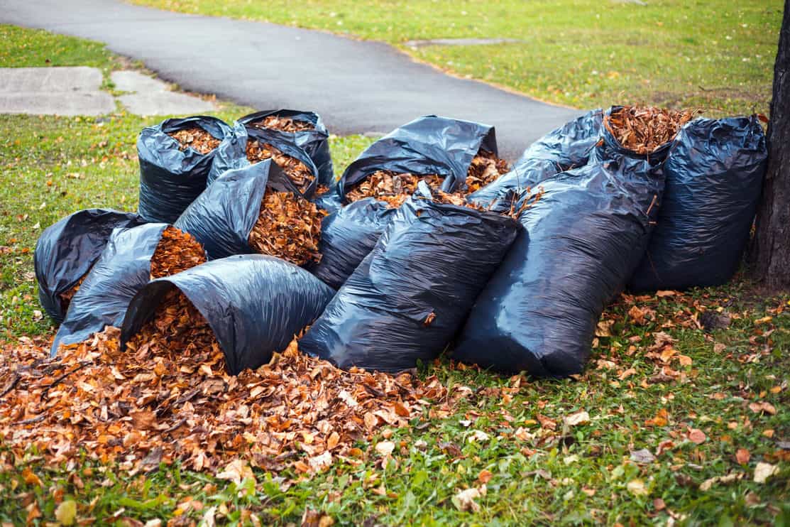 Yellow and brown foliage is collected in several black plastic garbage bags and scattered on the green grass stands under a tree in a city park.