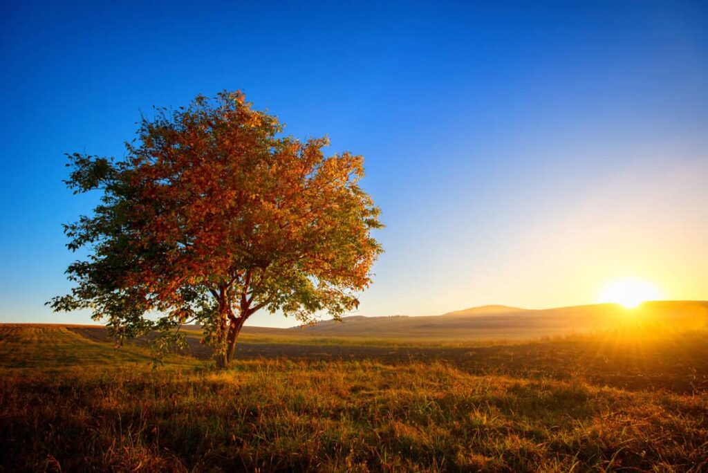 Walnut tree alone in the filed at sunset