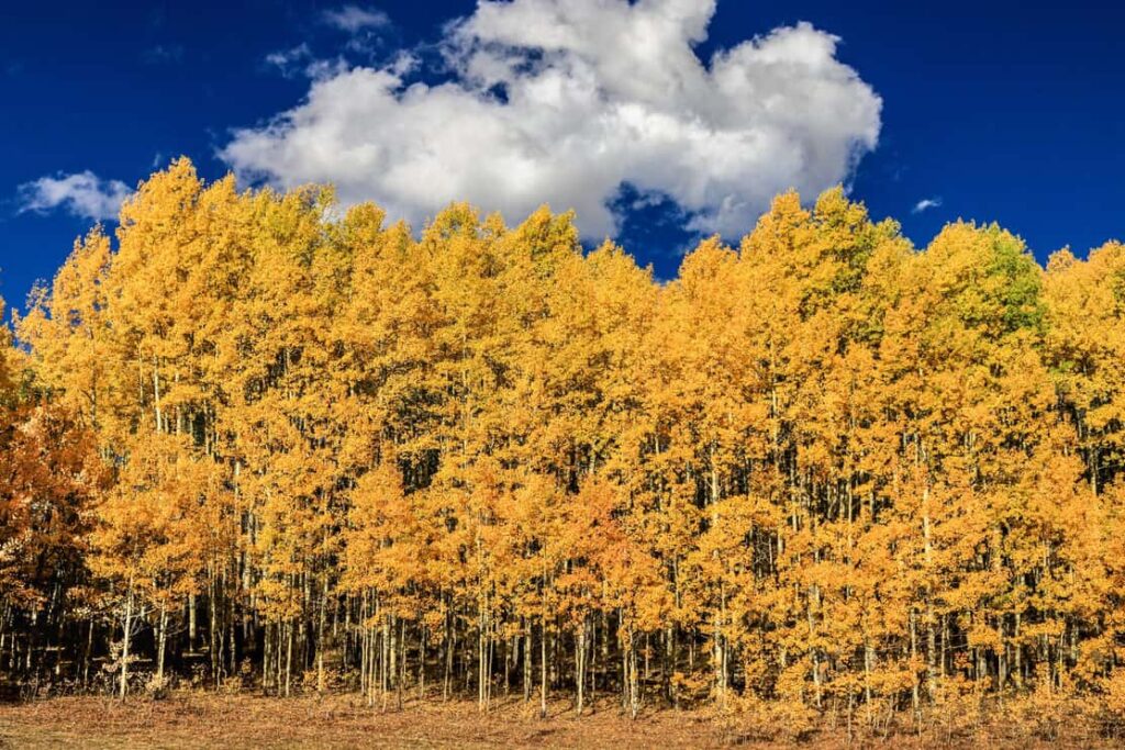 Wall of Aspens trees.