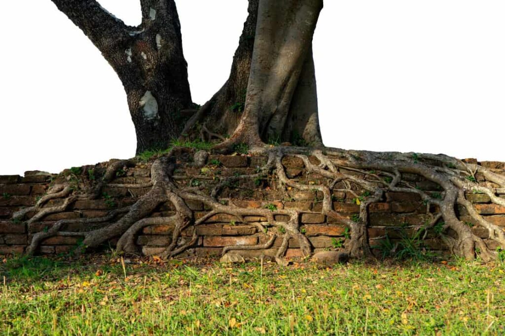 Big roots on the old brick with white background.