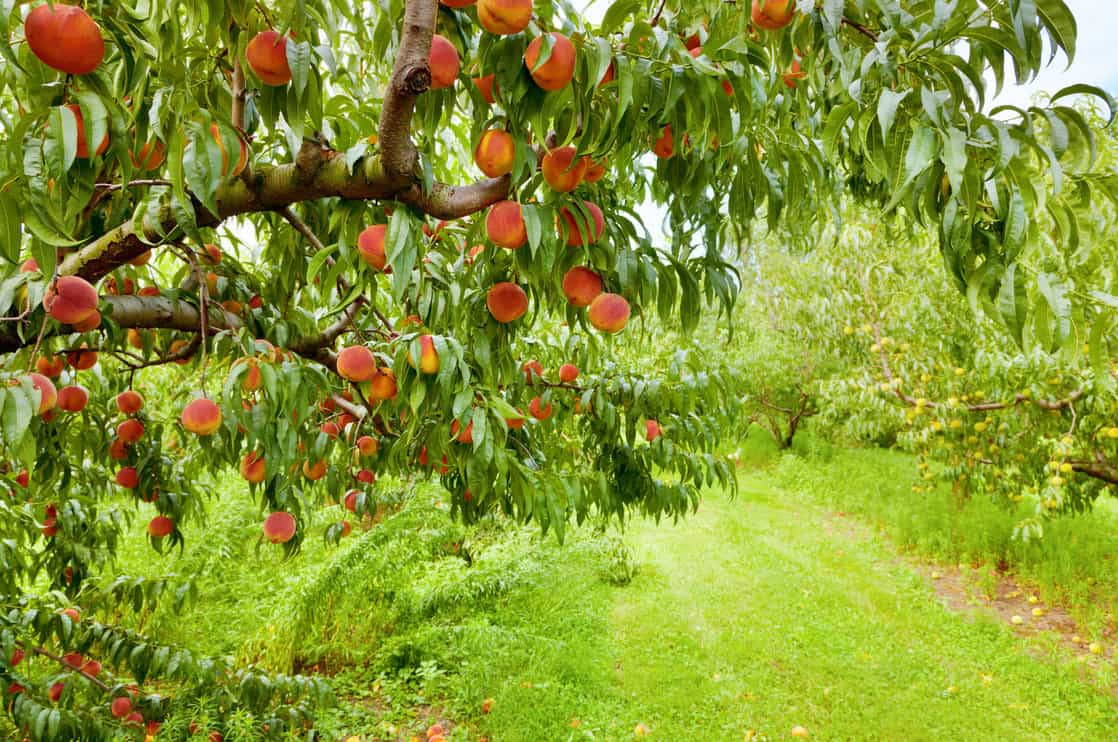peach trees on a cloudy day.