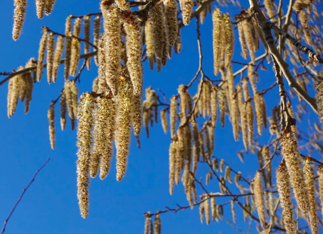Flowering branches of the aspen tree with aspen tree catkins.