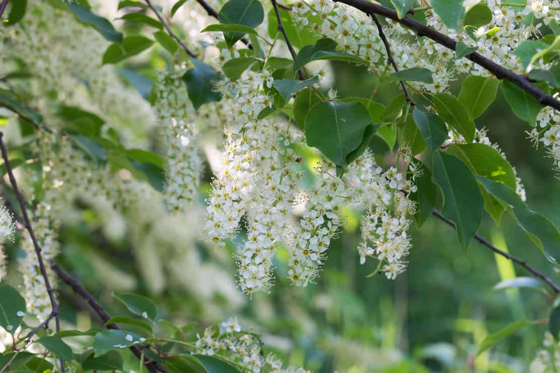 Prunus padus, bird cherry, hackberry, hagberry, Mayday tree white flowers