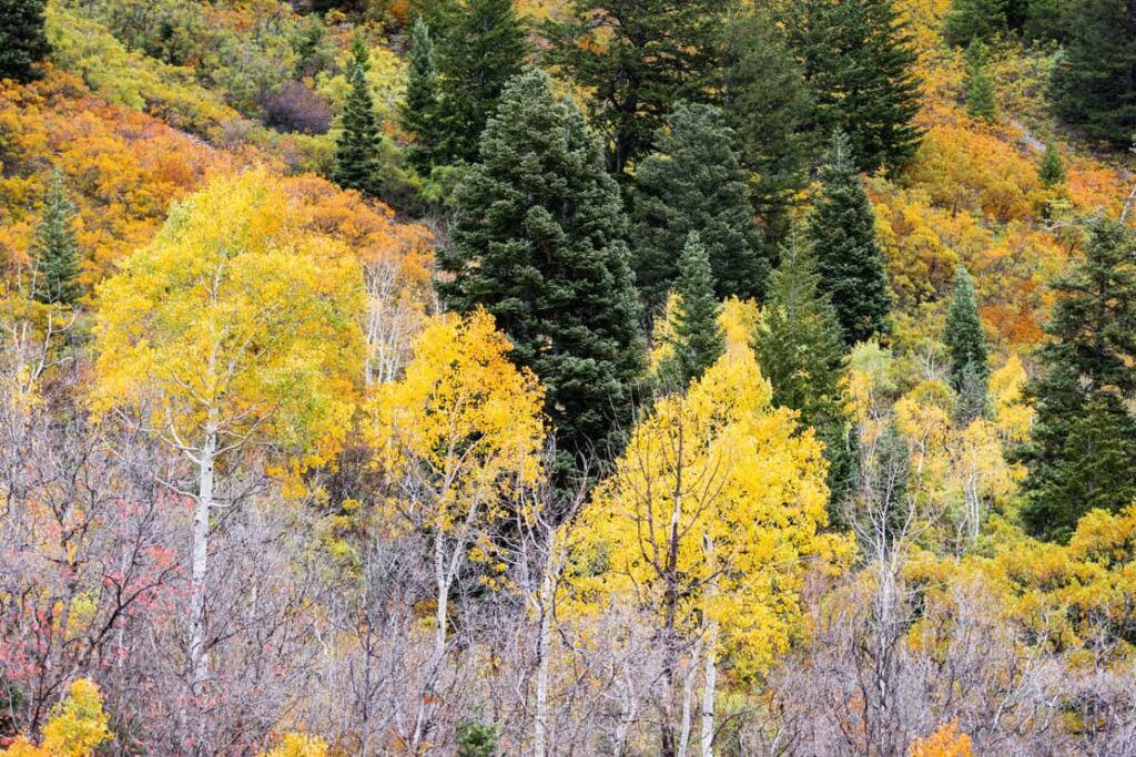 Fall colors of alpine mountainside quaking aspen trees.