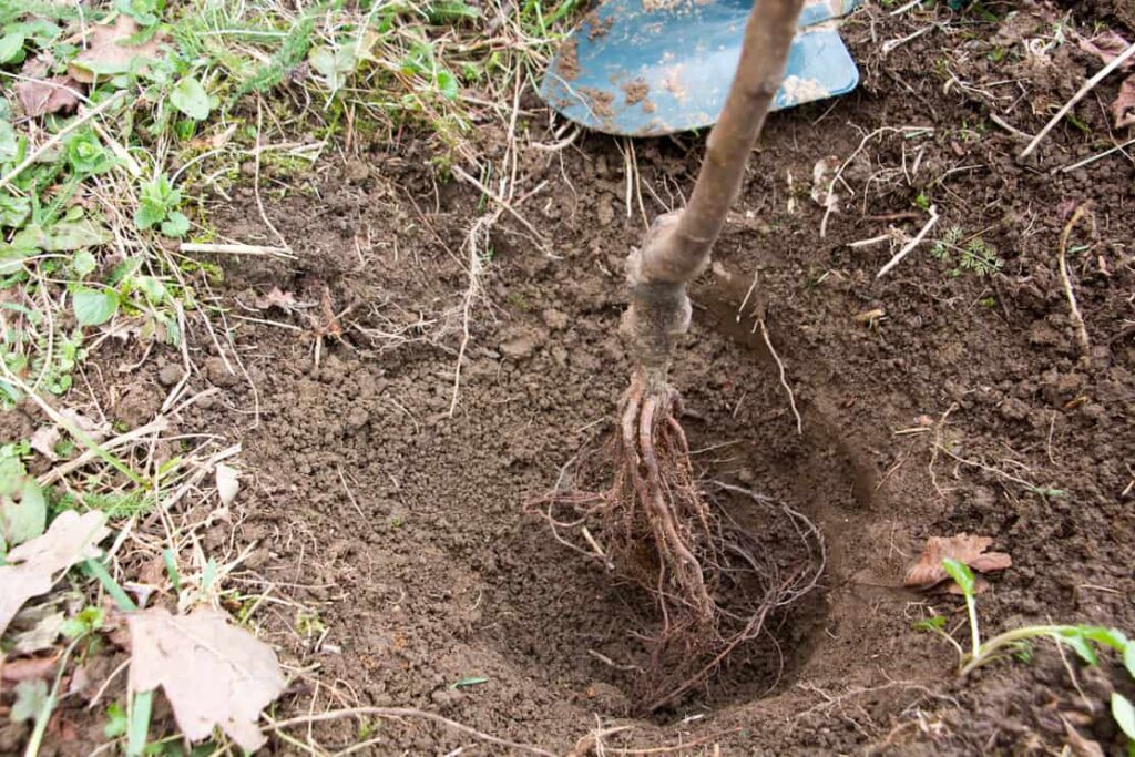 7 Best Fruit Trees for Rocky Soil (And How to Plant Them)