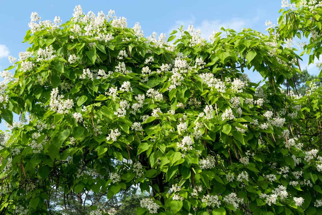 Catalpa speciosa white flowers and foliage.