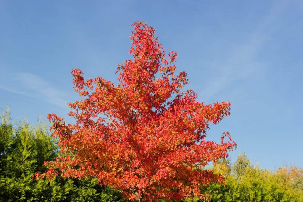 Treetop of young American sweetgum tree.