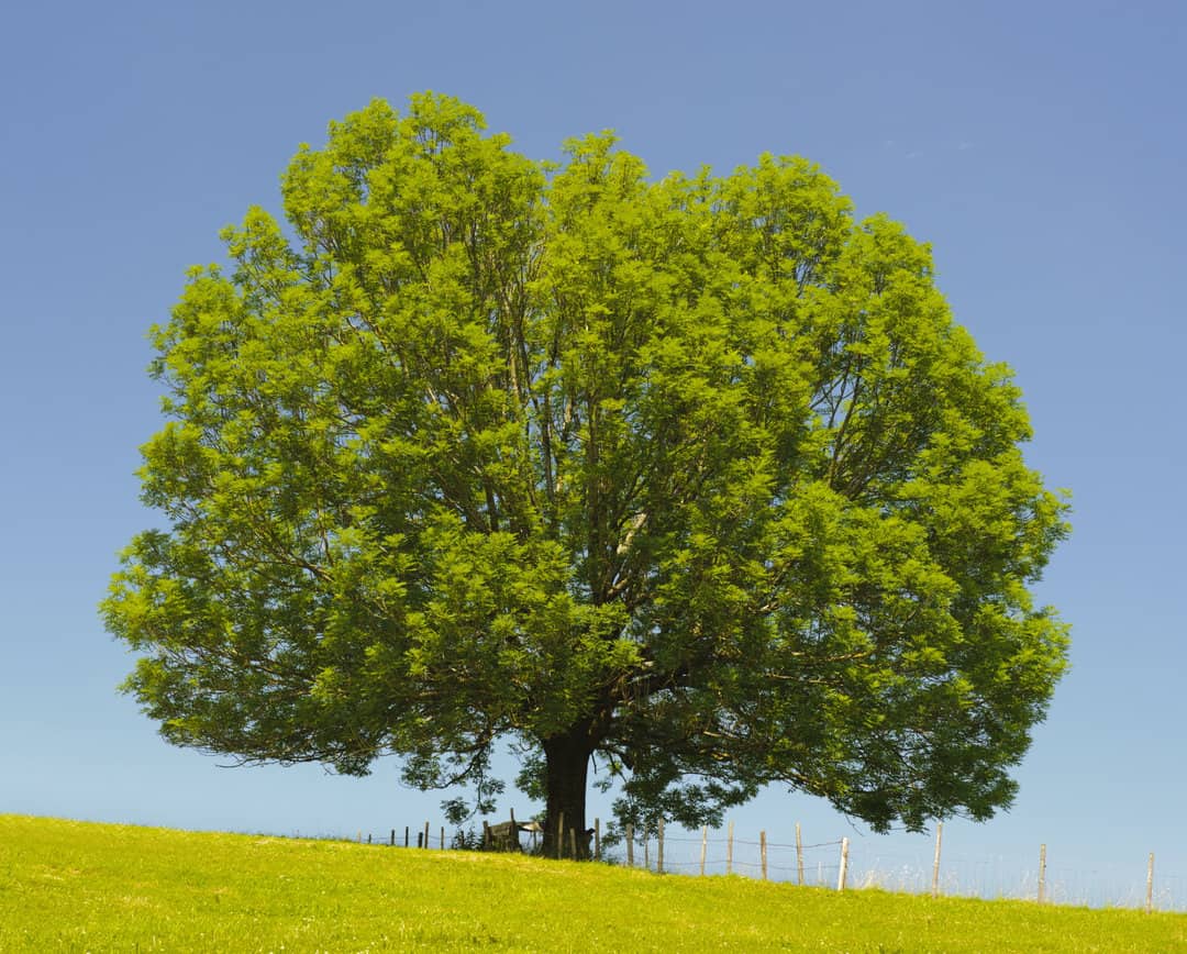 single ash tree