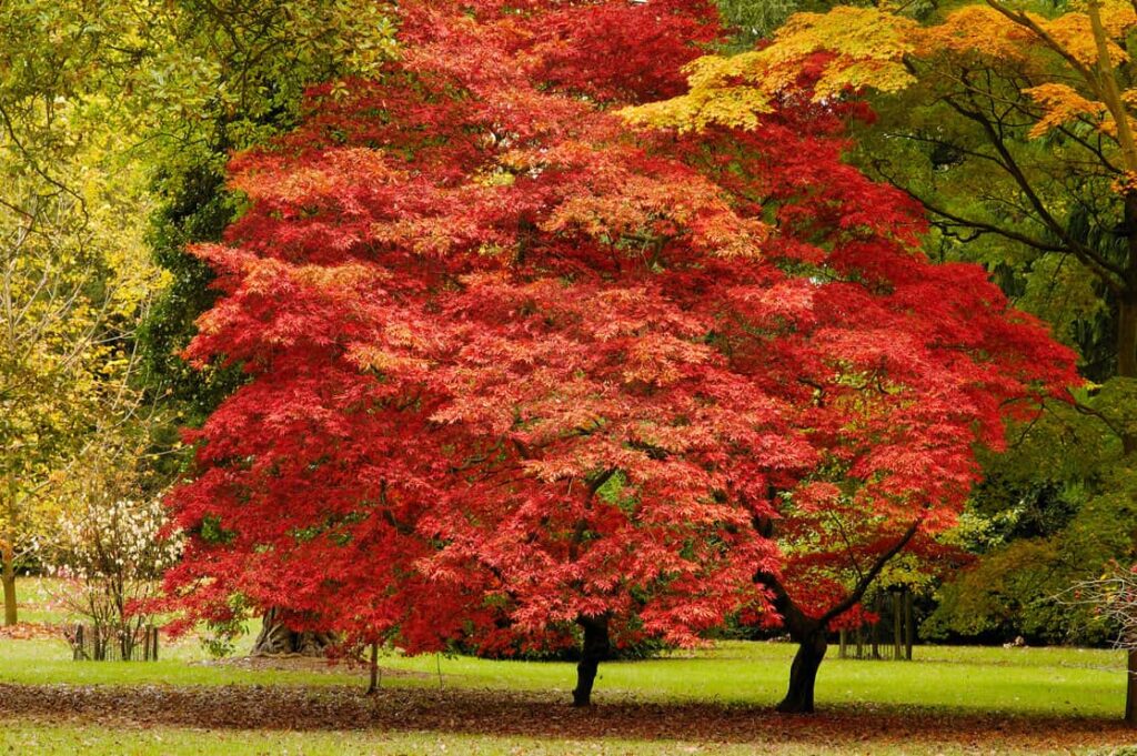 12 Fastest Growing Shade Trees For Small Yards