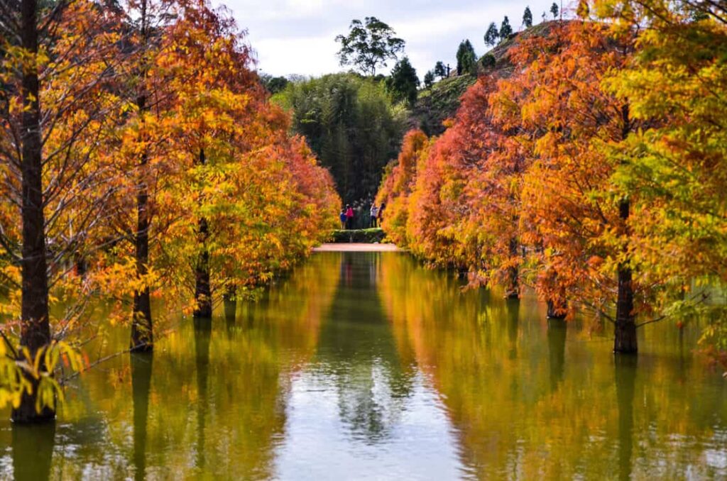 Colorful winter Bald Cypress Turning Red In Autumn At A Beautiful Garden