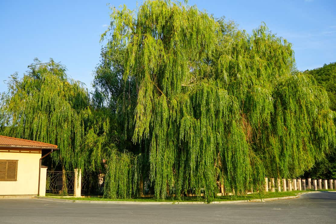 a large green crown of a weeping willow against a blue cloudless sky on a clear sunny summer day