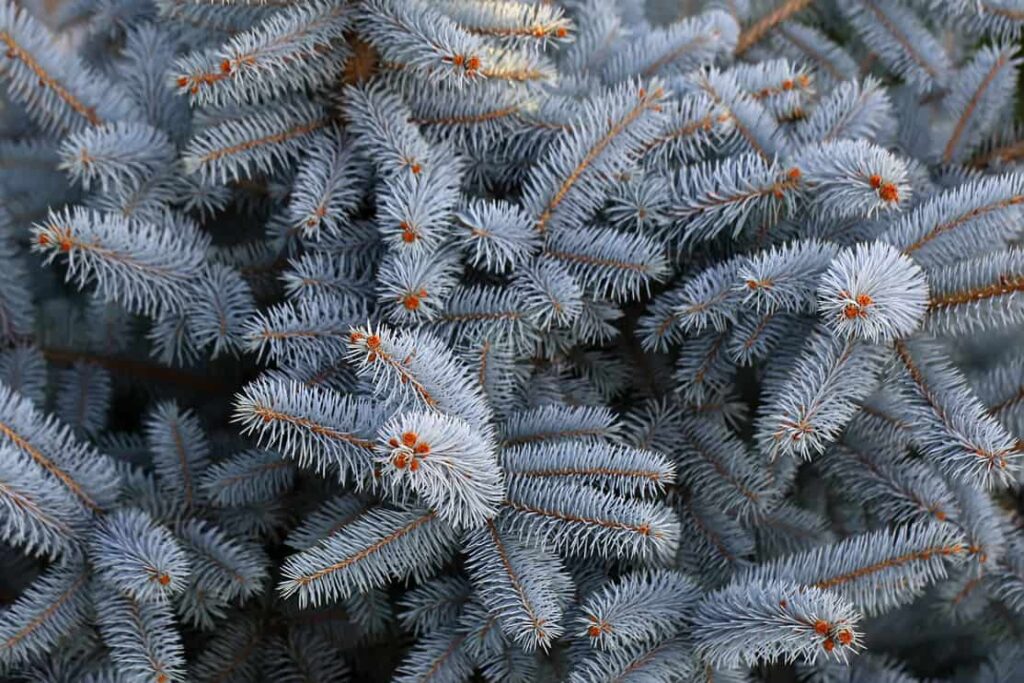 Photo closeup of beautiful evergreen thick thorny blue spruce needles on downy fir tree twigs over coniferous background, horizontal picture