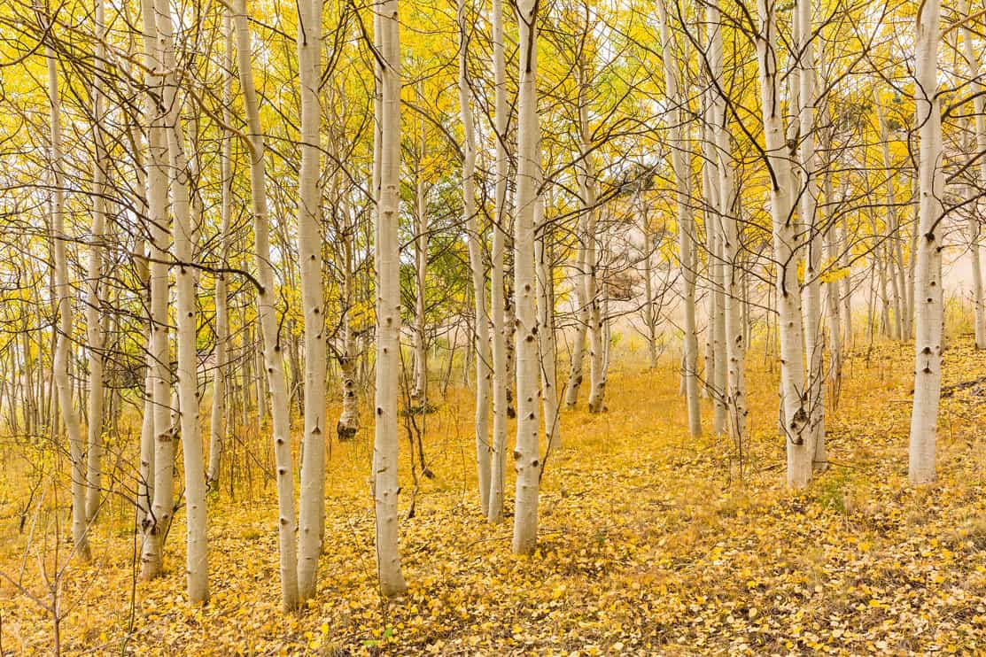 quaking aspen trees.