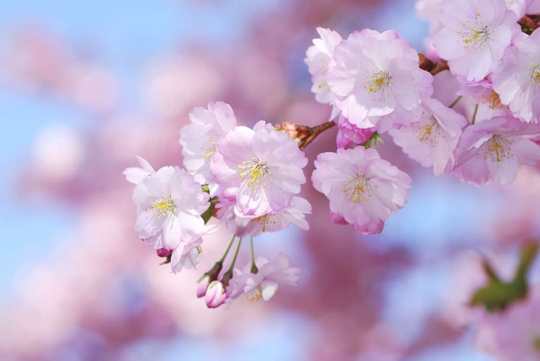 25 Cherry Blossoms Facts - Things You Didn't Know About Cherry