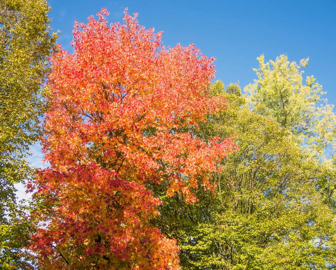 American sweetgum tree.