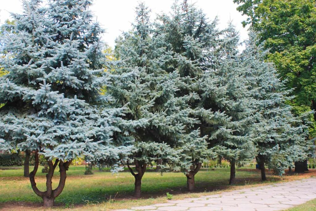 Blue spruce trees in autumn park