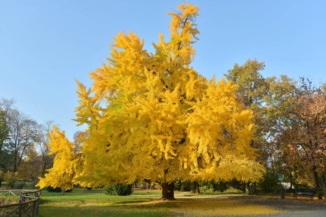 Large tree Ginkgo biloba in autumn