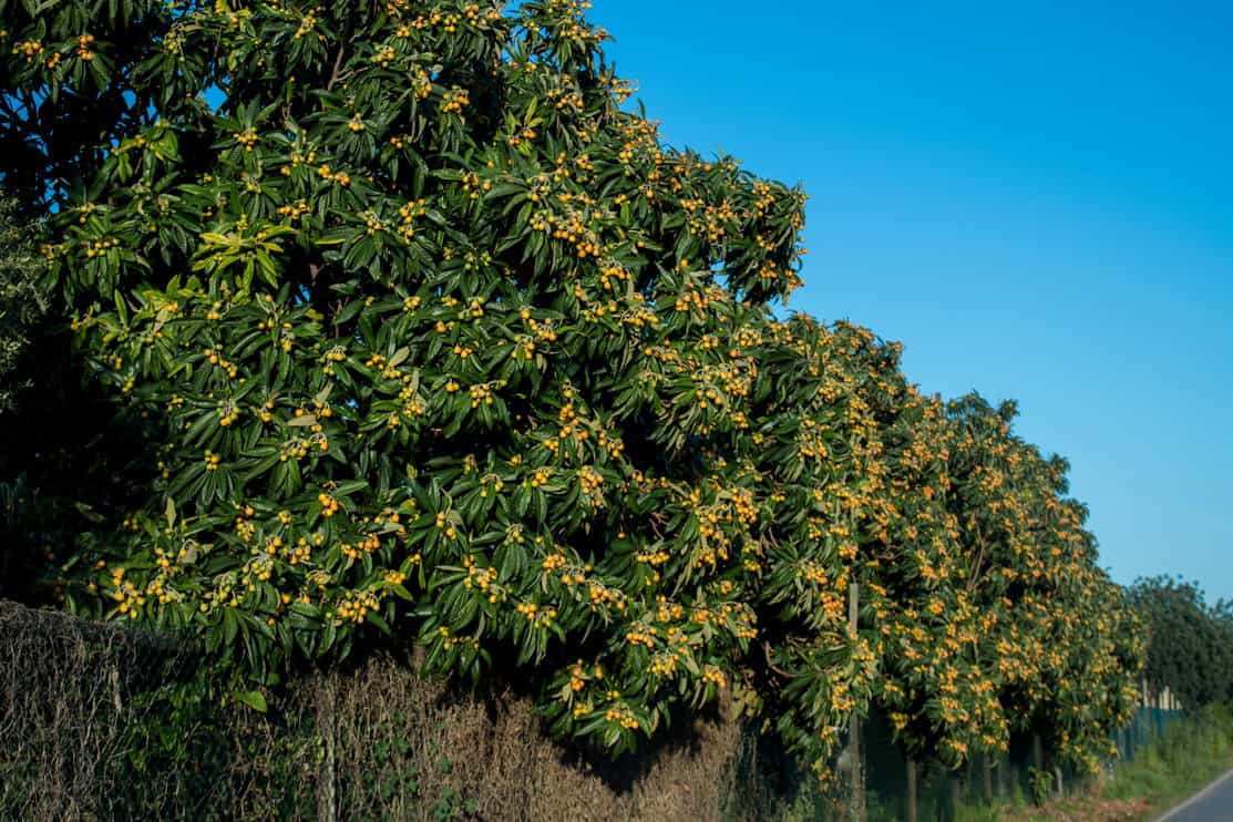 Vew of a loquat tree filled with fruits in spring season.