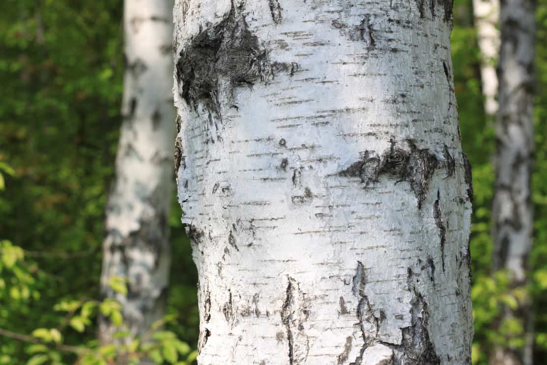 White bark birch tree trunk
