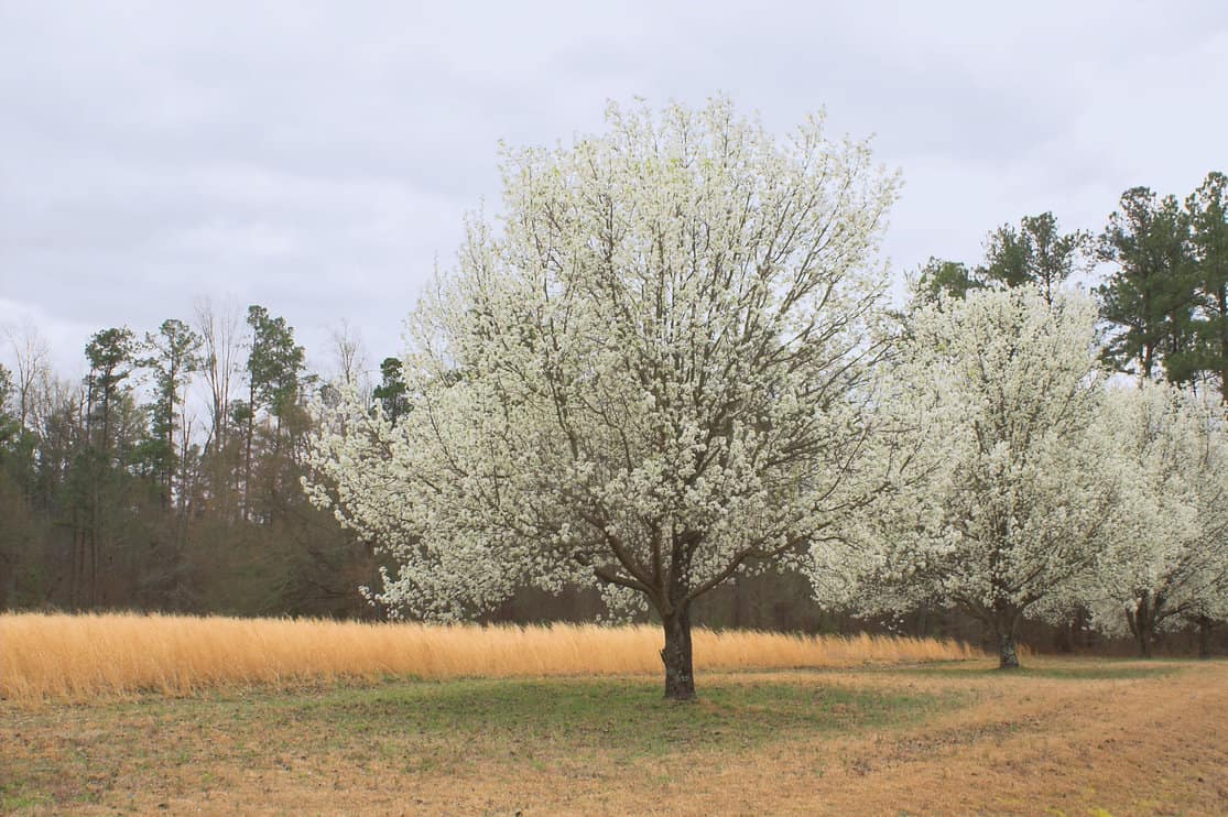 Bradford Pear Trees