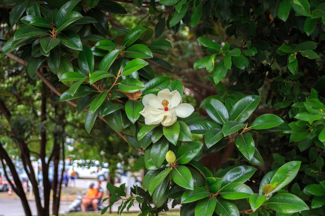 the Magnolia tree. Beautiful blooming white Magnolia flower on a tree with green leaves