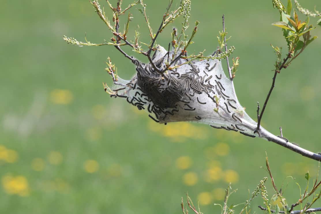 Eastern Tent Caterpillars inside and outside of silky nest. Caterpillar (Malacosoma americanum) is a species of moth,