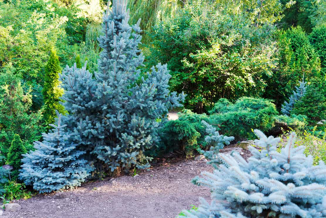 Blue spruce, green spruce, blue spruce, with the scientific name Picea pungens, is a species of spruce tree. Selective focus.