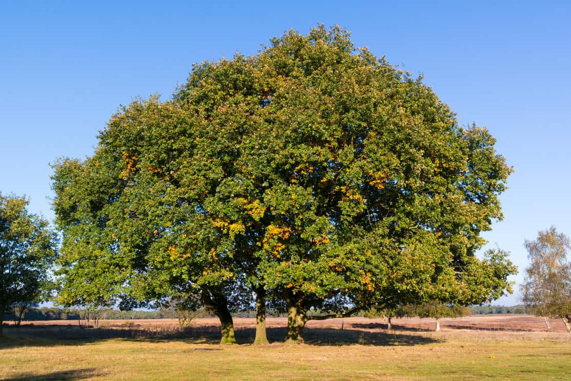 Common oak, Quercus robur, in autumn in the Netherlands