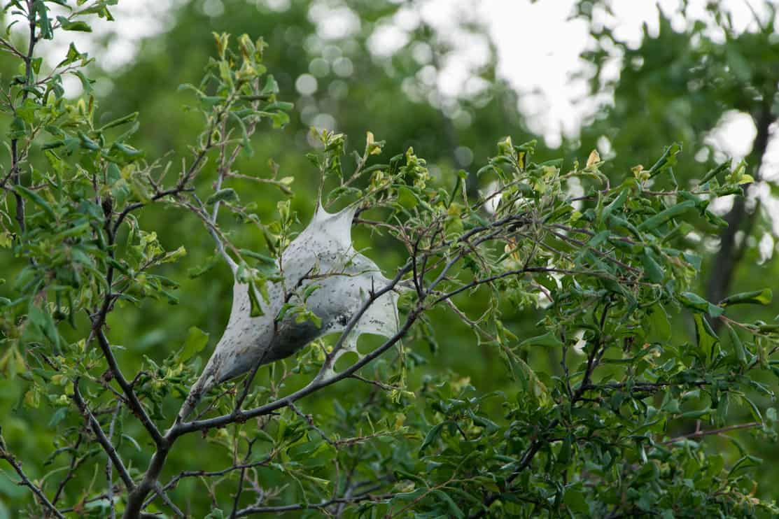 The forest tent caterpillar - the major pest in hardwood stands