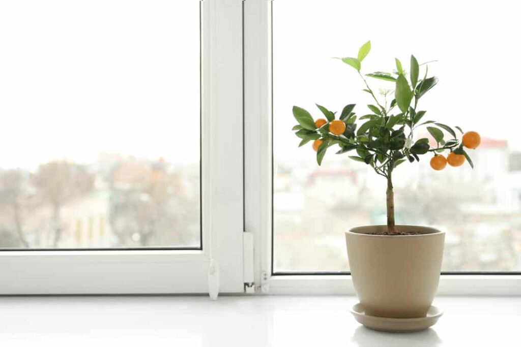 Potted citrus tree on windowsill indoors. Space for text