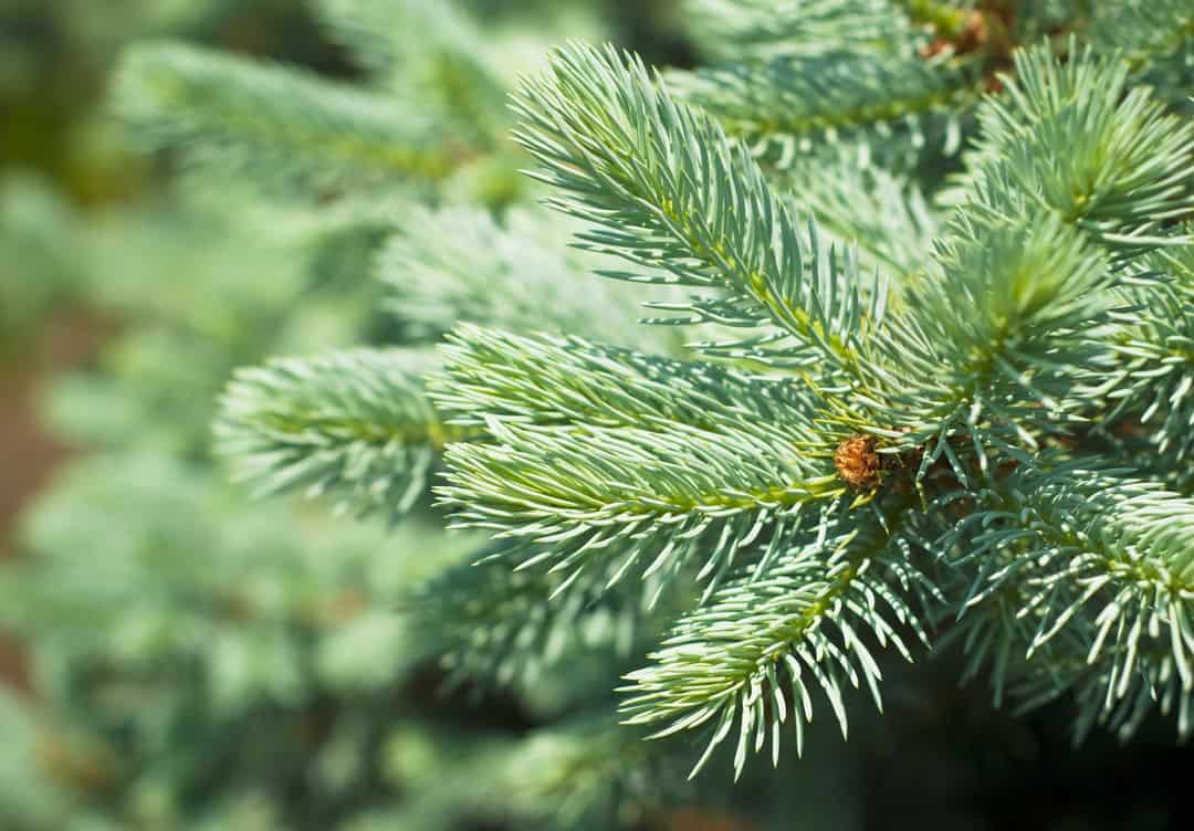 Blue Spruce Tree Branches