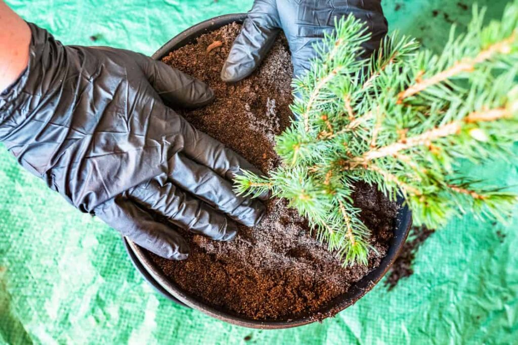 above view of planting small spruce tree in ceramic pot