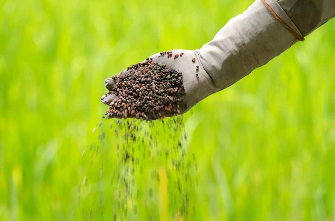 Organic fertilizer pouring with farmer hand