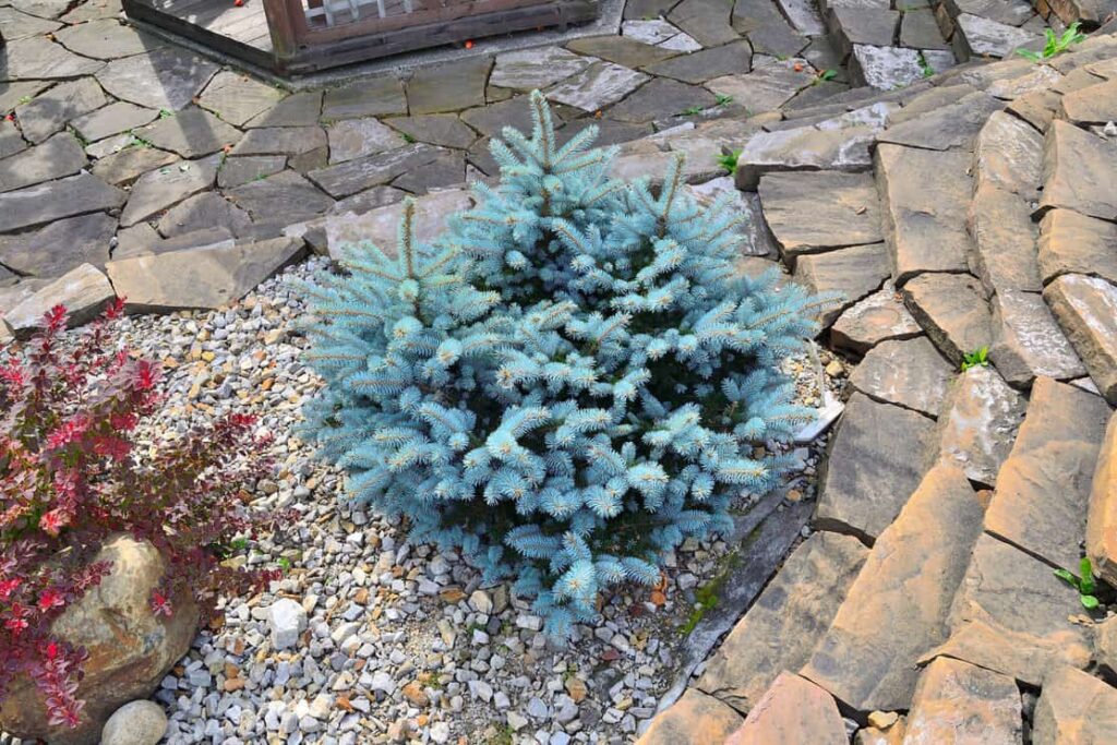 Dwarf slow-growing blue spruce (Picea pungens) variety Glauca Globosa - beautiful decorative evergreen coniferous plant for gardening and landscape design, close up. Blue fir tree