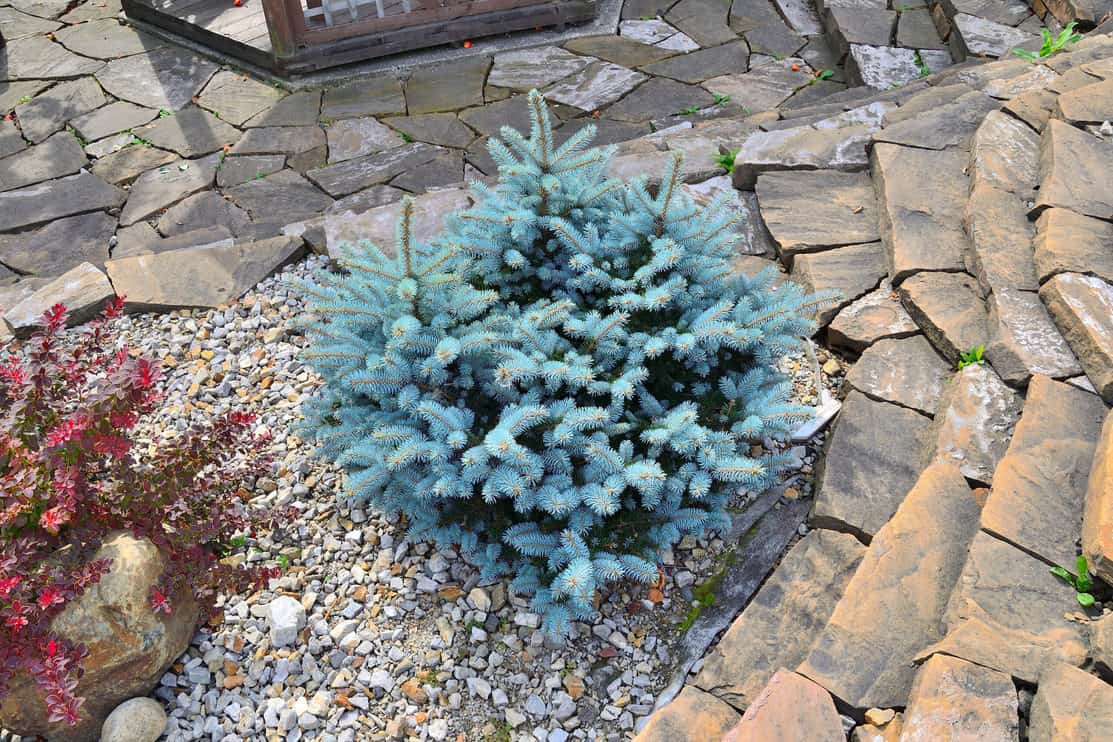 dwarf blue spruce tree varieties