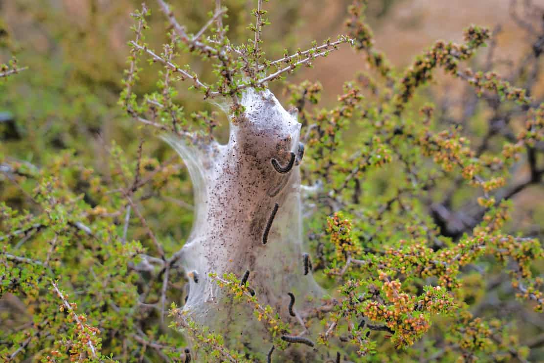 Insects with white silk nests built on shrub.