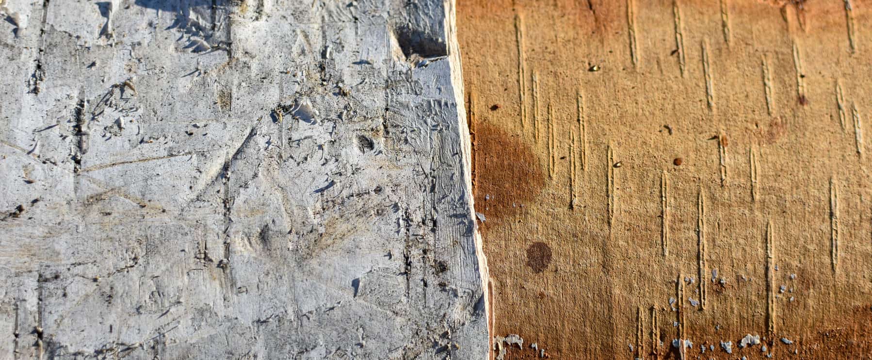 Texture of birch trunk, divided into two parts - with bark and without bark. Damage to trees. Firewood for stove. Close-up is part of tree with top layer of bark torn off, in sunlight. space for text