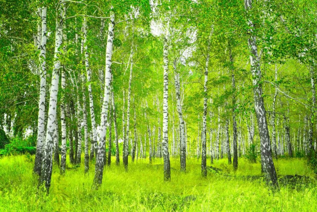 Beautiful landscape - summer birchwood