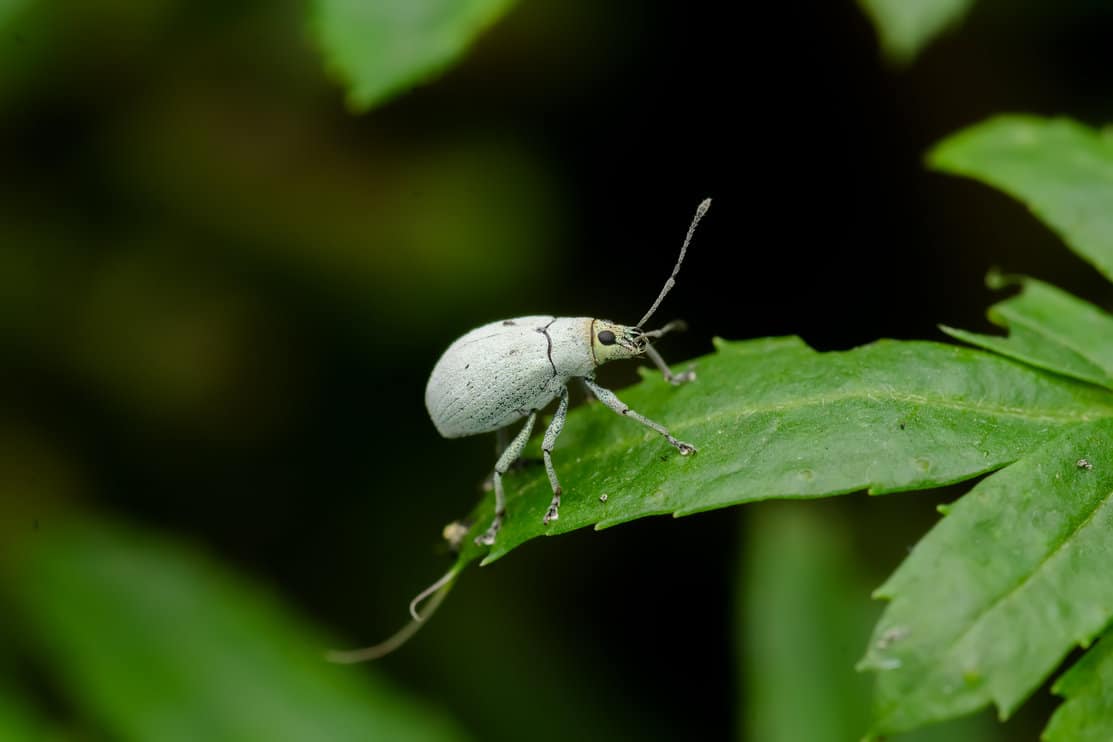 White pine weevil on the plant leaf cut it and damage the agriculture crop as well as ornamental plants.