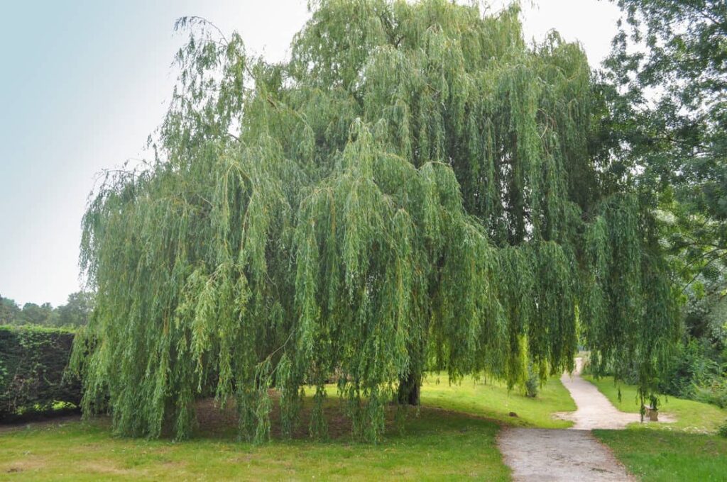 Weeping Willow ornamental tree aka Salix babylonica or Babylon willow