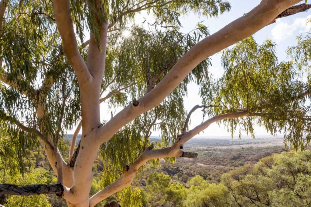 Canopy of native Eucalyptus / Gum tree