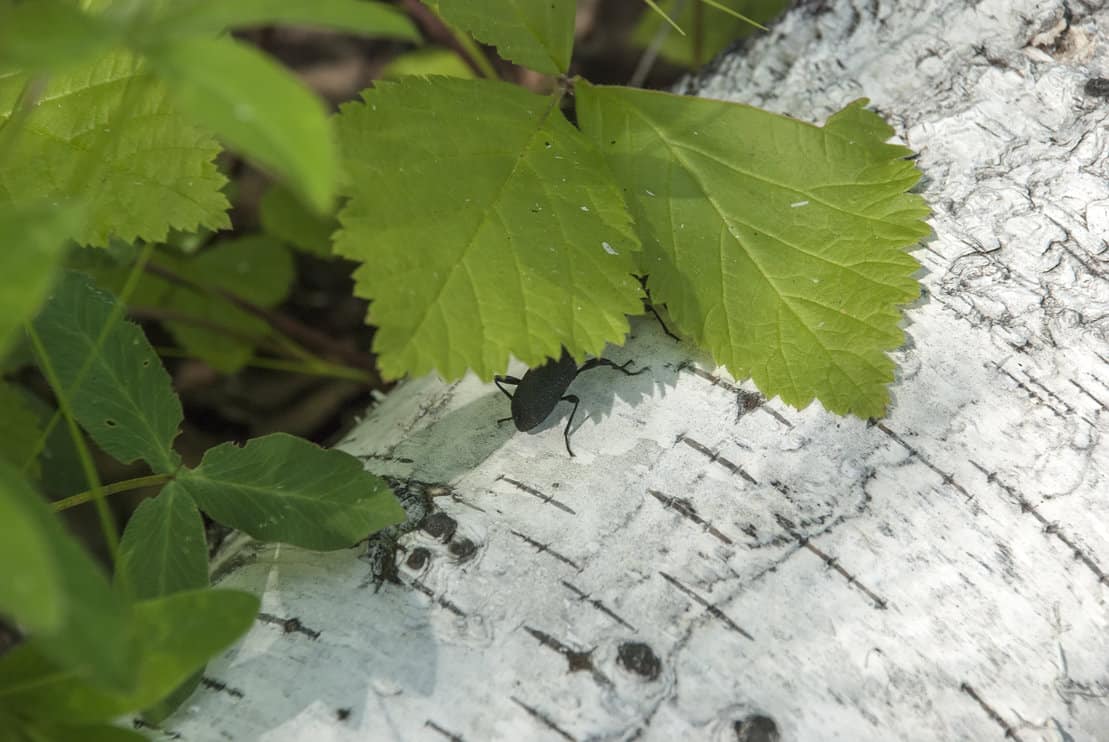 The wood borer on a birch trunk