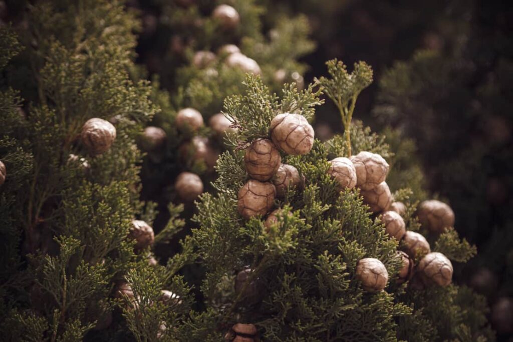 Close up photo of cypress tree cones.