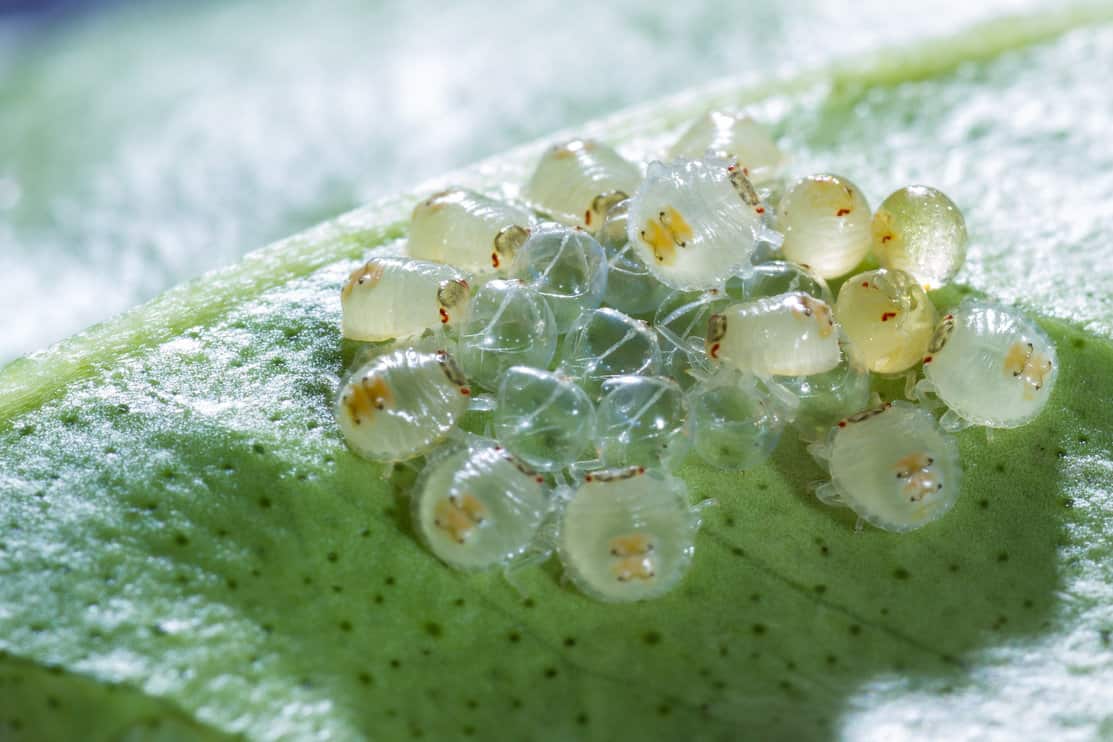 macro shot of a small grouping of recently hatched spider mites on the underside of a green leaf