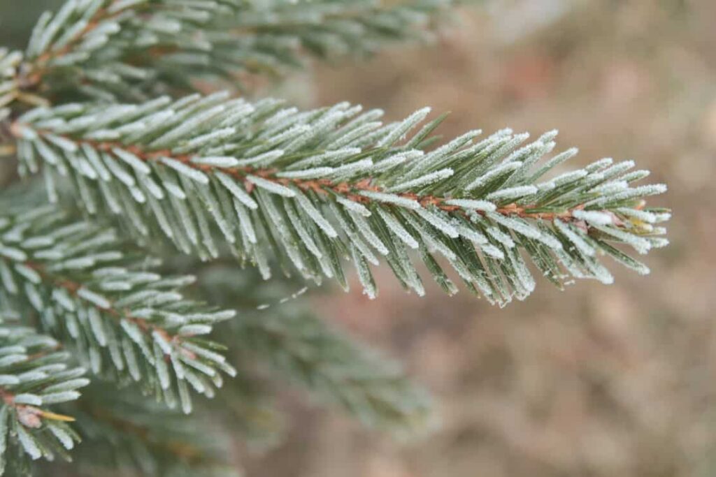 spruce with less blue needles on needles close-up