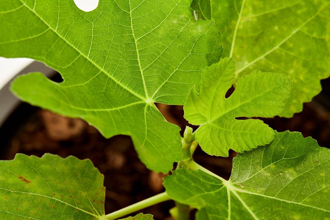 fig plant green leaves