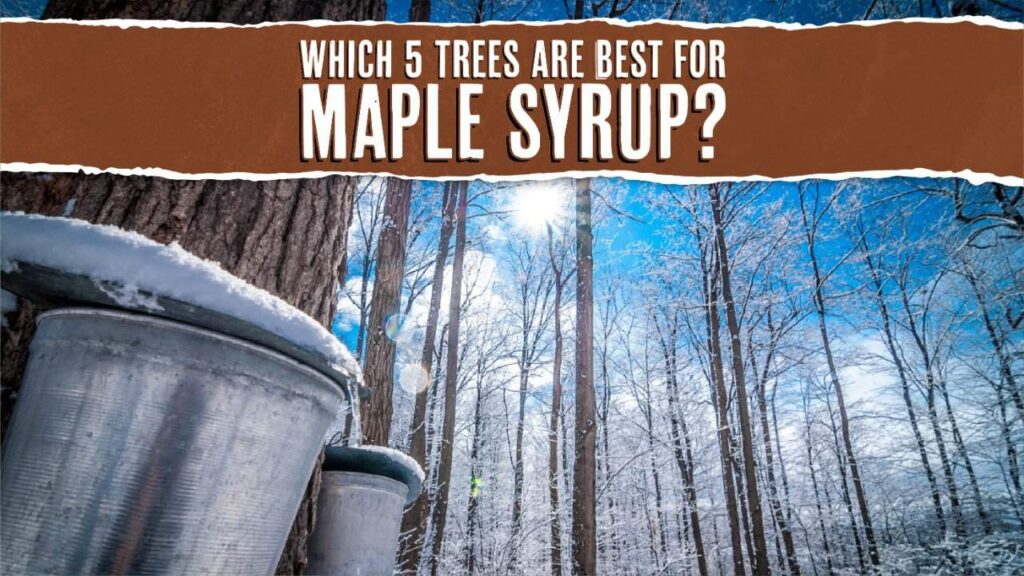 5 Trees That Produce Maple Syrup