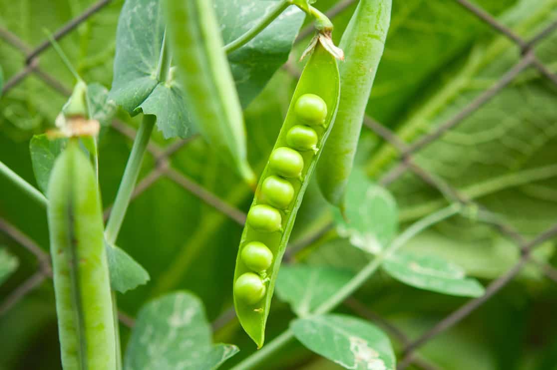 Peas