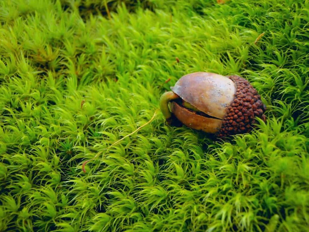 A sprouting acorn on a green moss background
